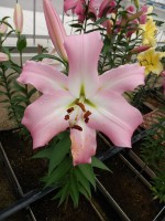 [4509 PO97 Pink Mist No02.JPG]